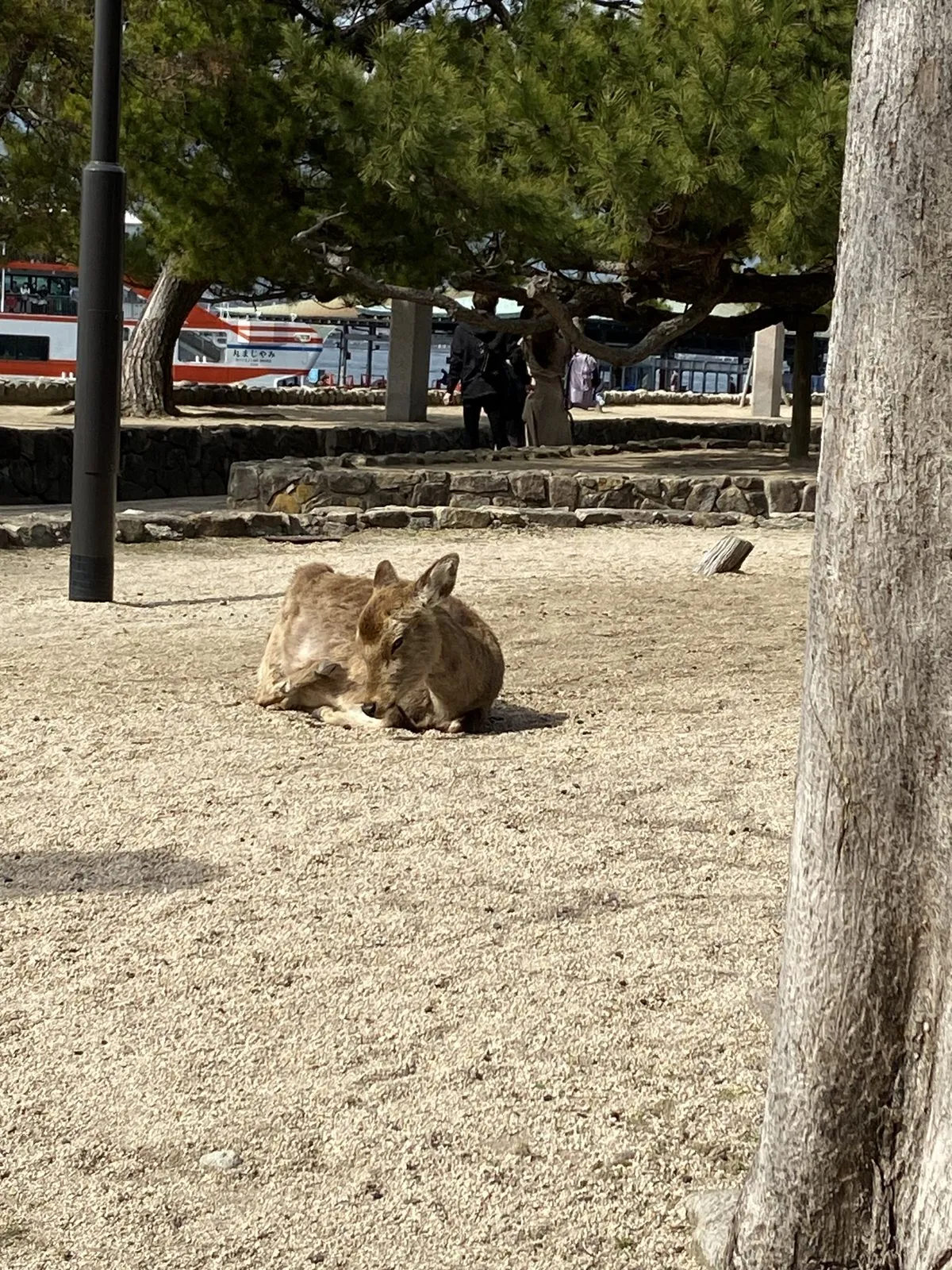 A Miyajima deer lying down calmly on the gravel near the shore